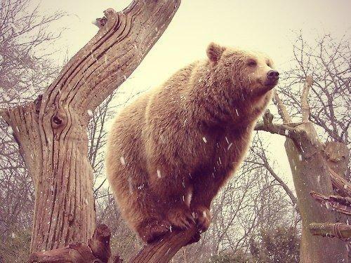 медведи прилетели - грациозен.jpg
