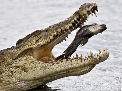Крокодил-14.jpg