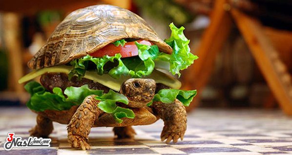 turtle-burger-l1.jpg