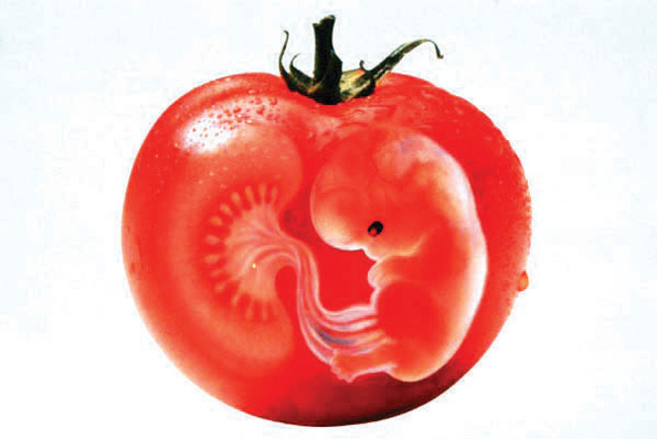 помидо и эмбрион.jpg
