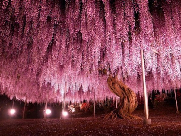 150-летнее дерево глицинии, Япония.jpg