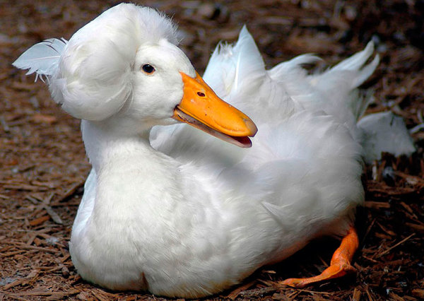 Crested-Duck-5.jpg