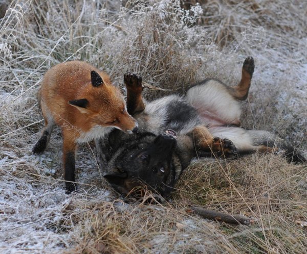 Tinni-the-Dog-and-Sniffer-the-Fox-are-friends-Real-Life-Fox-and-Hound-from-Norway-16.jpg