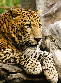 240px-Panthera_pardus_close_up.jpg