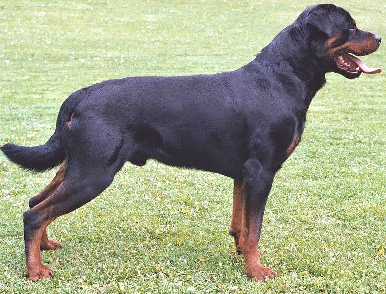 789px-Rottweiler.jpg