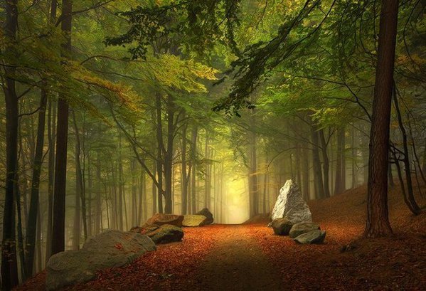 Осенний лес в Баварии.jpg