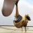 Pelican